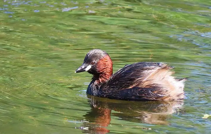 little grebe